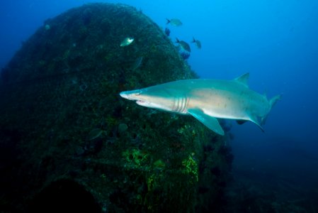 MNMS - Caribsea Boiler And Sand Tiger Shark photo