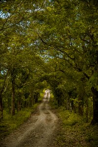 Path trees earth