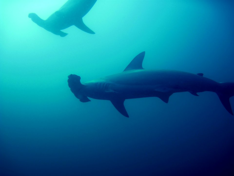 GRNMS Hammerhead Shark