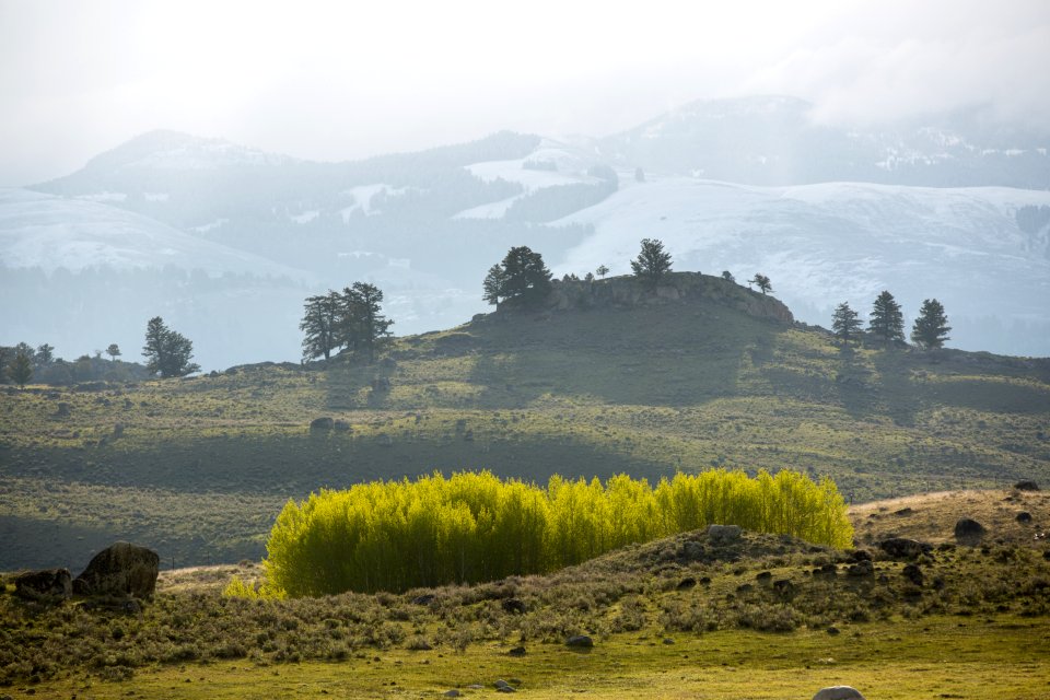 Winter into spring: aspens leafing out in Lamar Valley