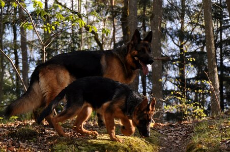 German shepherd forest dog photo