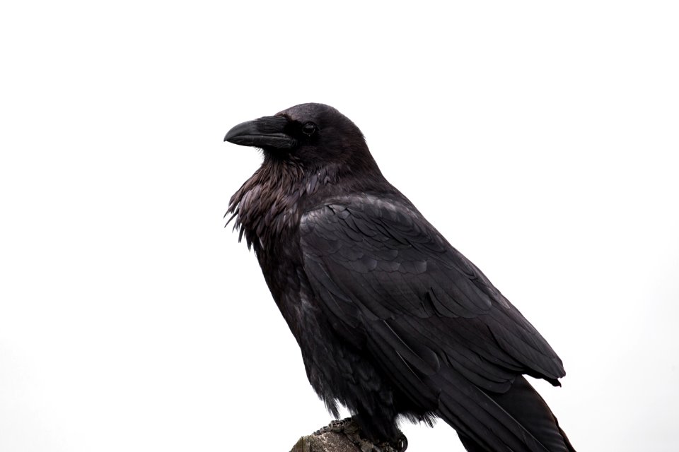 Common Raven, Steamboat Point