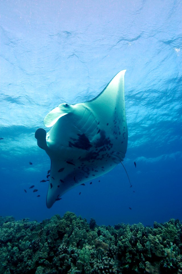 HIHWNMS - Manta Ray - Cleaner Wrasse - Cleaning Station