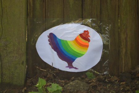 Colourful Cock