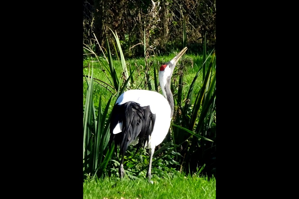 Red Crowned Crane 2