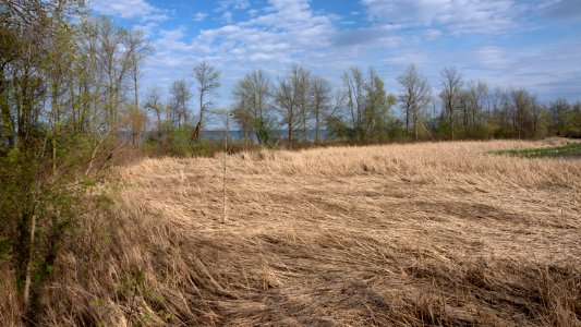 Rattray Marsh, Mississauga photo