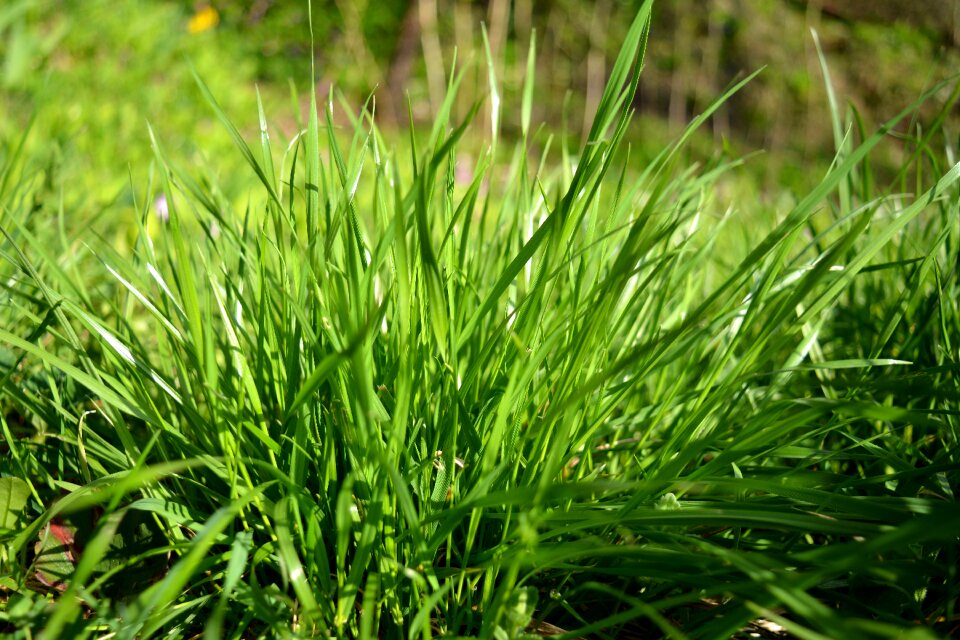 Spring field lawn