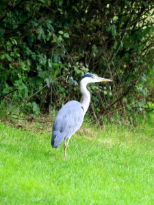 Grey Heron