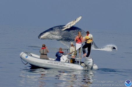 SBNMS - Tagging Humpback Whales photo