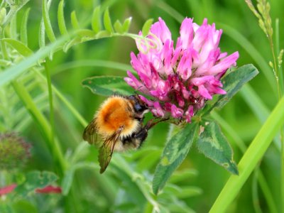 Red Clover