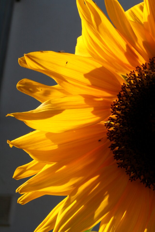 Summer yellow nature