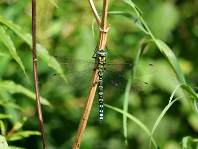 Aeshna cyanea 02 photo