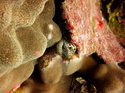 PMNM - Juvenile Stout Moray Eel taking shelter among the coral Porites evermanni photo