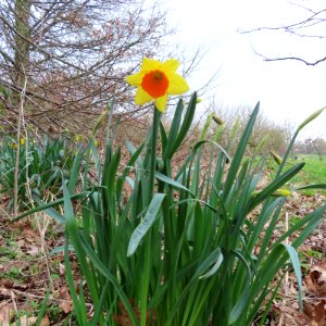 Orange Yellow Daffodil photo