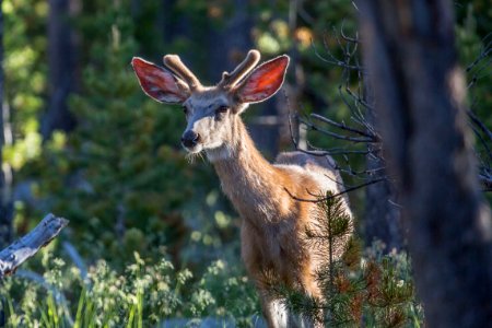 Mule deer, Blacktail Deer Plateau photo