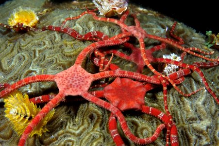 FGBNMS - brittle stars