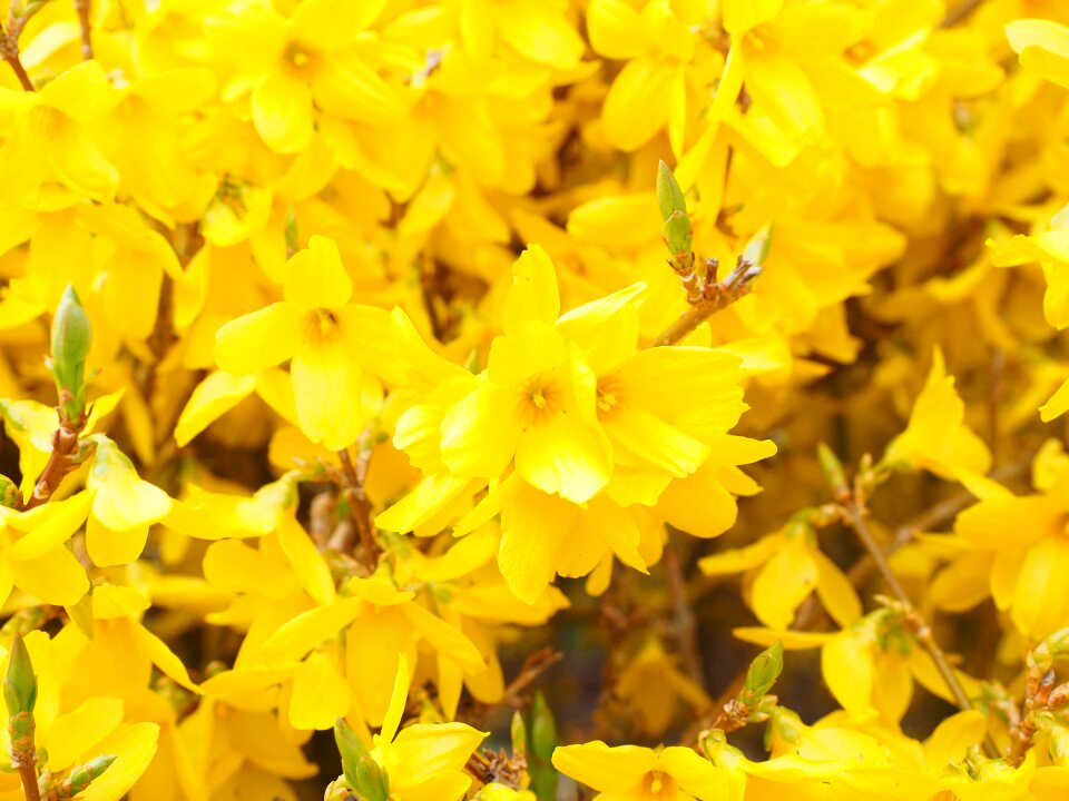 Flowers gold lilac flower