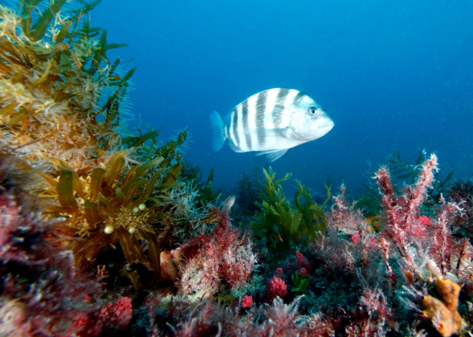 GRNMS -- Sheepshead Over Live-Bottom Reef