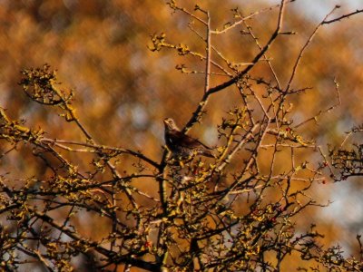 Fieldfare