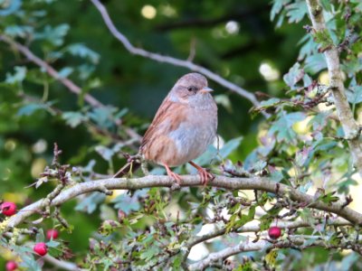 Dunnock photo