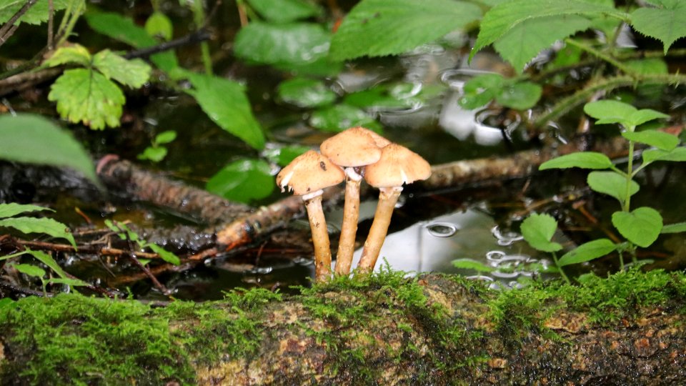 Moss Fungus photo