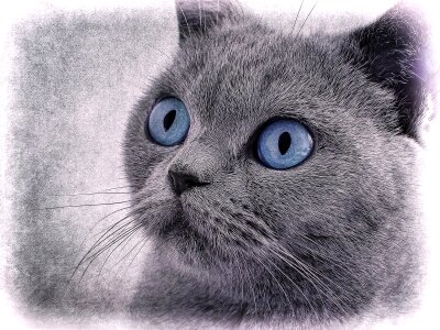 Drawing grey animal