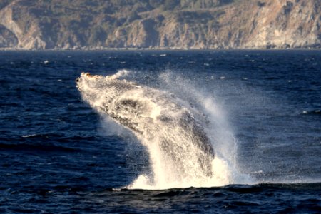 MBNMS - humpback photo