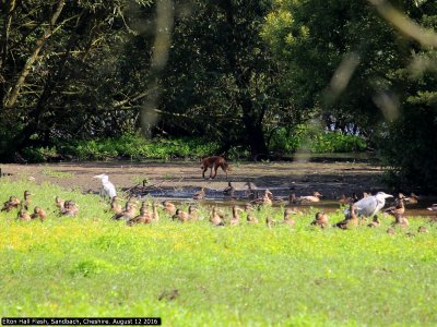 Cheshire Wildlife Friends