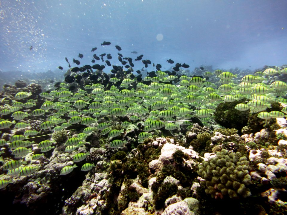 NMSAS - Fish At Rose Atoll