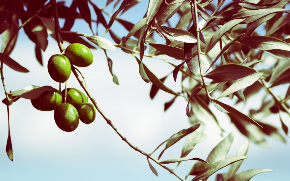 Tree foliage berry