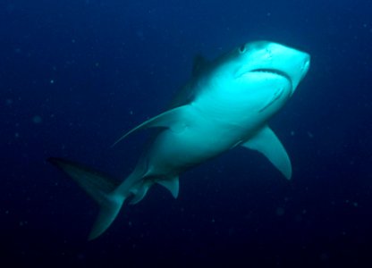 FGBNMS - Tiger Shark photo