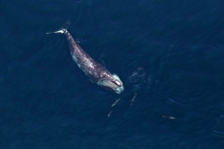 Right Whale "Scoop"