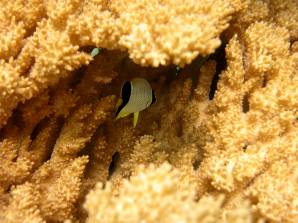 Melon Butterflyfish In Acropora Coral