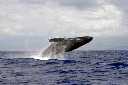 HIHWNMS -- Breaching Humpback Whale photo