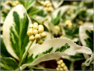Euonymus Fortunei berries