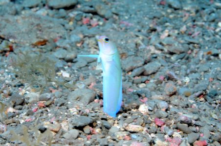 FGBNMS - yellowhead jawfish photo