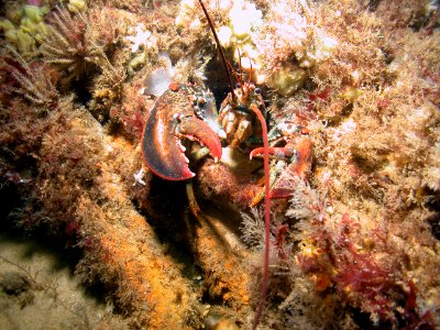 SBNMS - American lobster photo