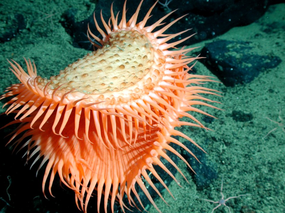 FGBNMS - venus fly-trap anemone
