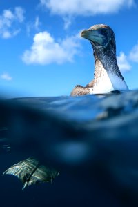 Curious Masked Booby Investigates photo