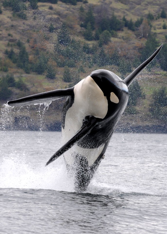OCNMS - orca - NWFSC