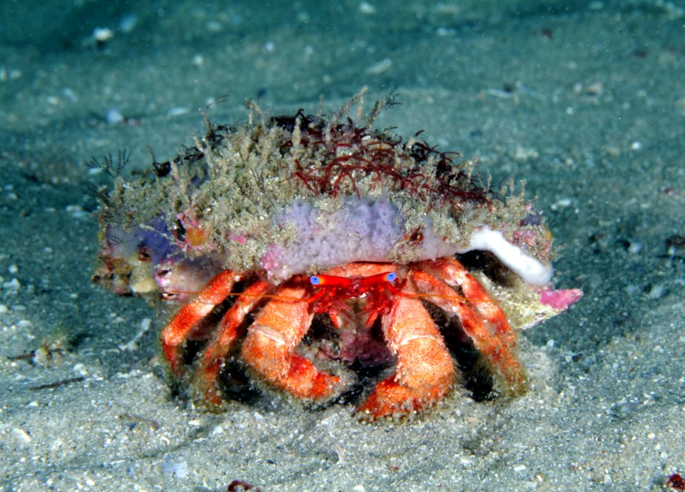 GRNMS -- Star-Eyed Hermit