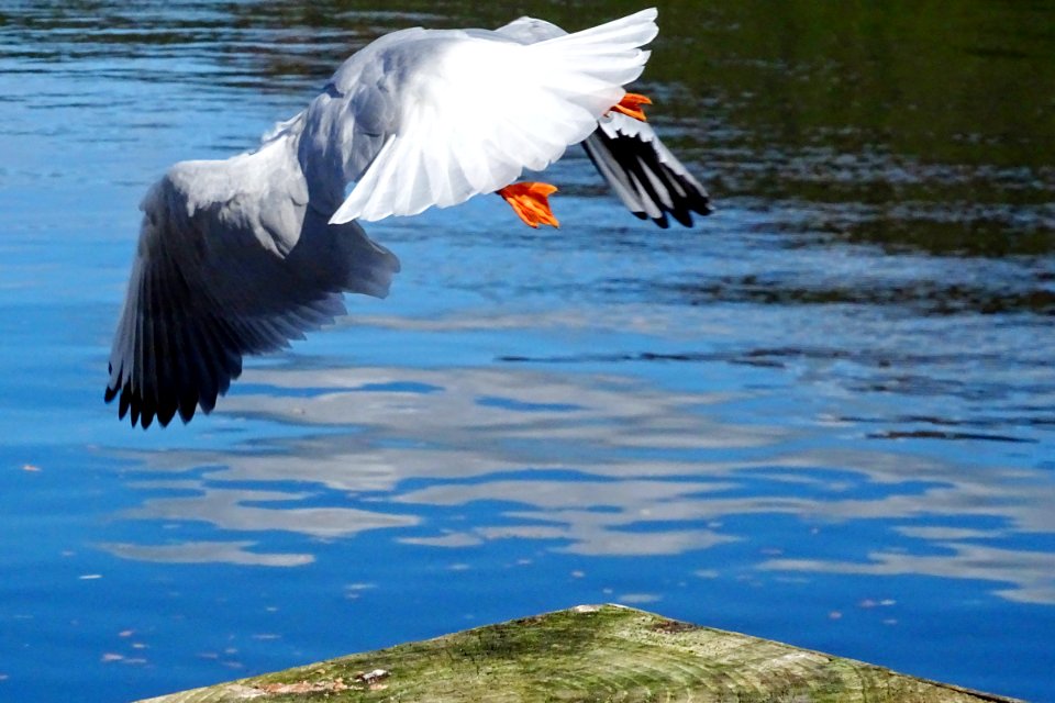 "No ice-cream? I'll be off then"!