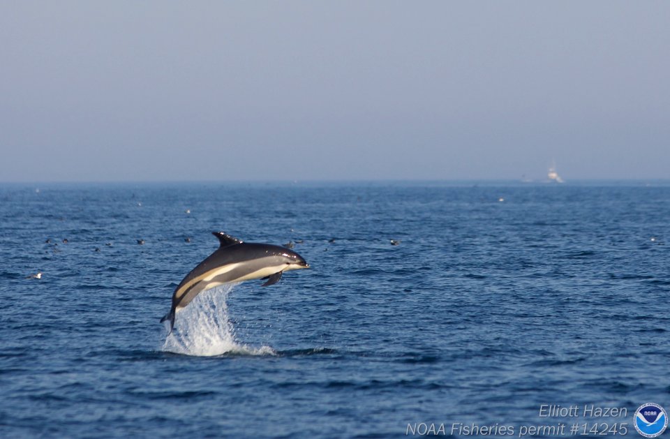 SBNMS - Atlantic White Sided Dolphin
