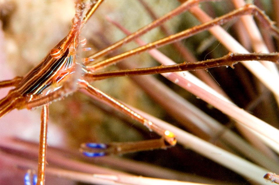 GRNMS - Arrow Crab And Urchin