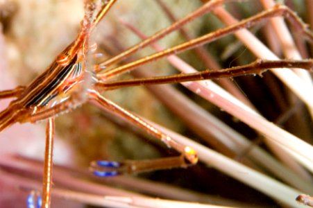 GRNMS - Arrow Crab And Urchin photo