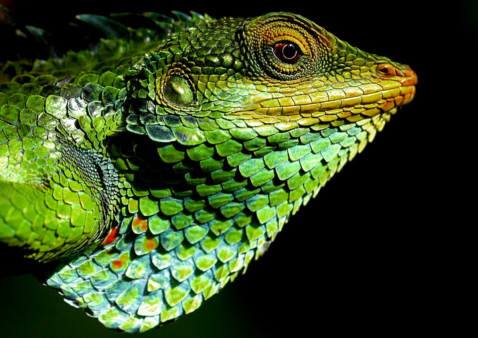Chameleon forest nature