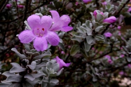 Emu Bush ( Eremophila warnesii) photo