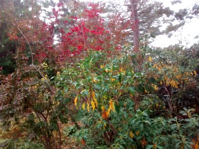 IMG 20151028 115326973