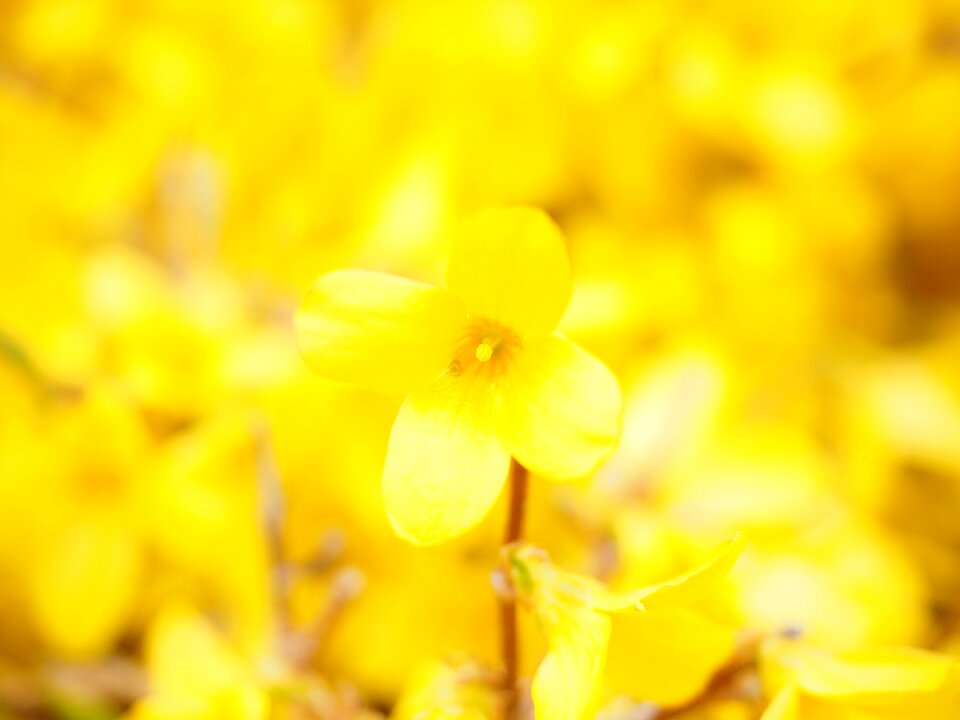 Blossom bloom gold lilac