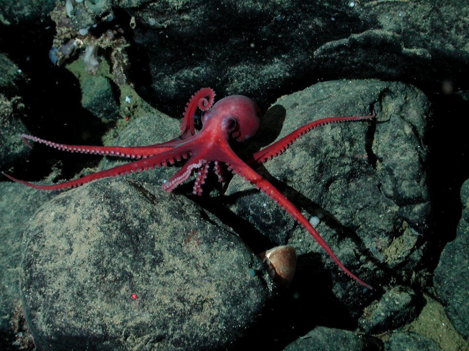 MBNMS -- Benthic Octopus
